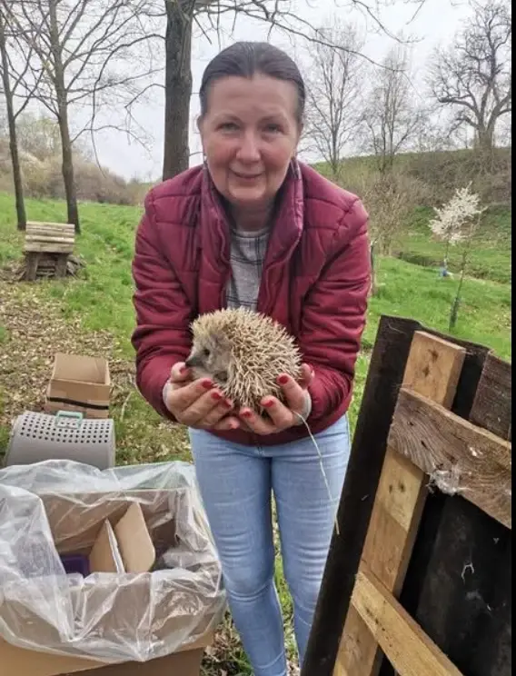 Opiekunka fundacji z jeżem podczas codziennej pracy
